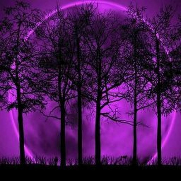 Meet your Posher, Maddie - Picture 1 of 1